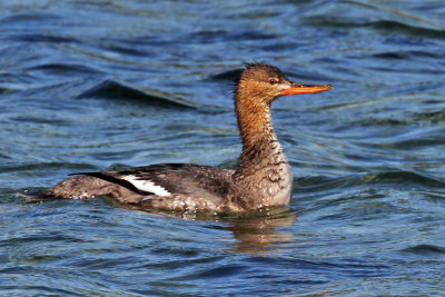 IMG_5053a Red-breasted Merganser.jpg