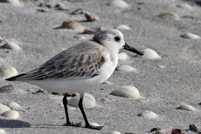 IMG_3816a Sanderling winter.jpg