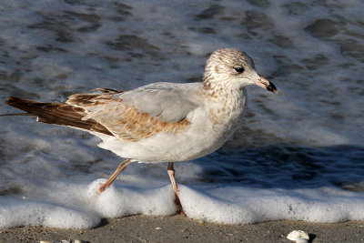 IMG_4641a Ring-billed Gull 1st winter.jpg