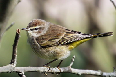 IMG_6628a  Palm Warbler.jpg