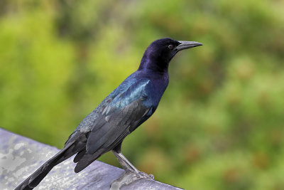 IMG_6701a Boat-tailed Grackle.jpg