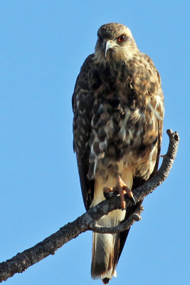 IMG_7821a Snail Kite.jpg