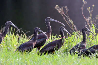 IMG_2770a Glossy Ibis.jpg