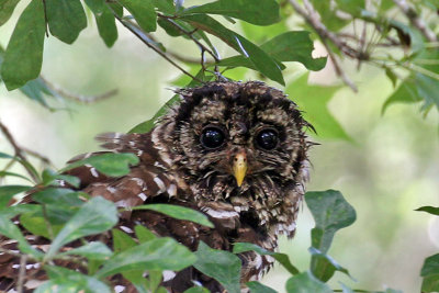 IMG_6745a Barred Owl.jpg