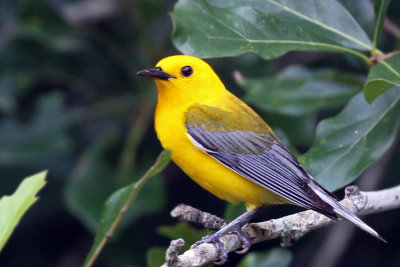 IMG_6712a Prothonotary Warbler.jpg