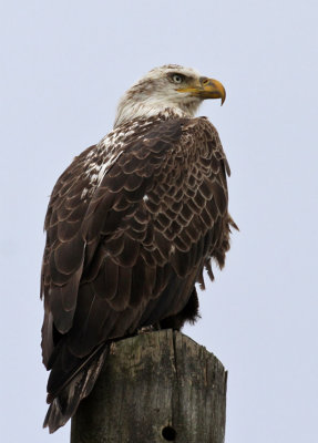 IMG_8404b Bald Eagle sub adult.jpg