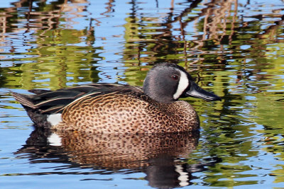 IMG_7346a Blue-winged Teal male.jpg