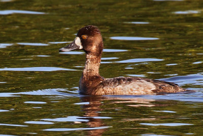 IMG_9129a Lesser Scaup female.jpg