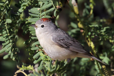IMG_4114 Lucy's Warbler.jpg