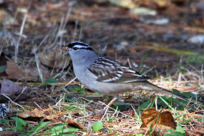 IMG_5469 White-crowned Sparrow.jpg
