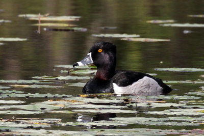 IMG_3252a Ring-necked Duck.jpg