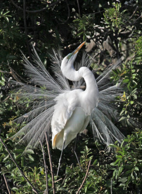 IMG_1297 Great Egret.jpg