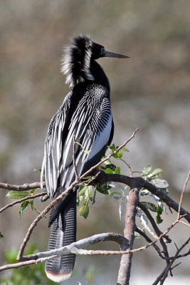 IMG_0360a Anhinga.jpg