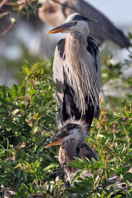 IMG_1210a Great Blue Heron.jpg