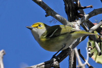 IMG_7474a White-eyed Vireo.jpg