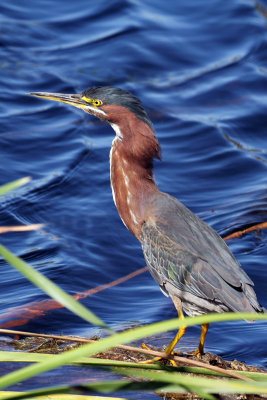 IMG_3885a Green Heron.jpg