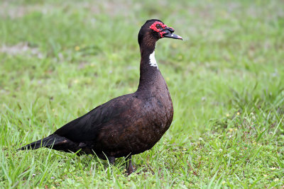 IMG_6584a Mucovy Duck.jpg