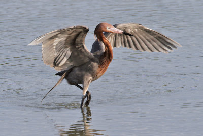 IMG_7939a Reddish Egret.jpg