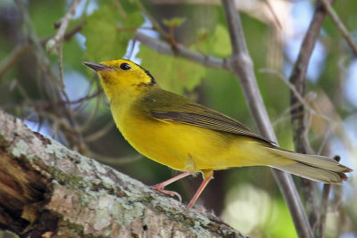 IMG_9881a Hooded Warbler.jpg