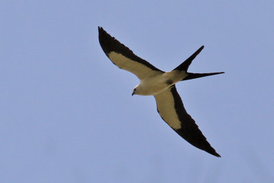 IMG_0018a Swallow-tailed Kite.jpg