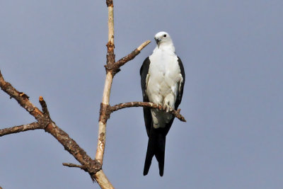 IMG_0107a Swallow-tailed Kite.jpg