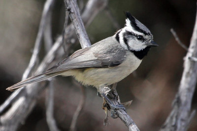 IMG_2573a Bridled Titmouse.jpg