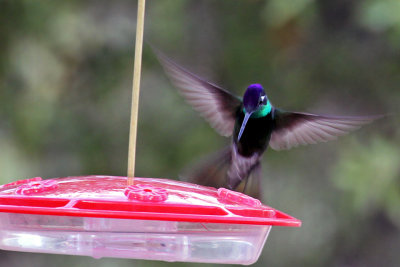 IMG_3987a Magnificent Hummingbird male.jpg