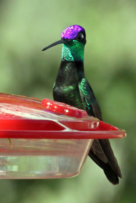 IMG_3999a Magnificent Hummingbird male.jpg