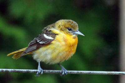 IMG_3322a Baltimore Oriole.jpg