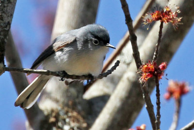 IMG_2992a Blue-gray Gnatcatcher.jpg