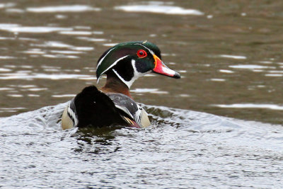 IMG_3568a Wood Duck .jpg