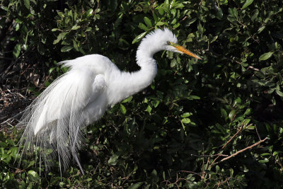 IMG_0867a Great Egret.jpg