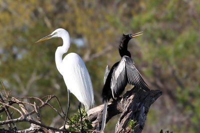 IMG_1178a Egret - Anhinga.jpg