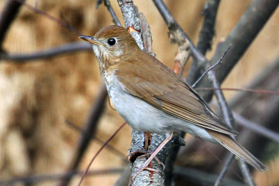 IMG_4266a Veery.jpg