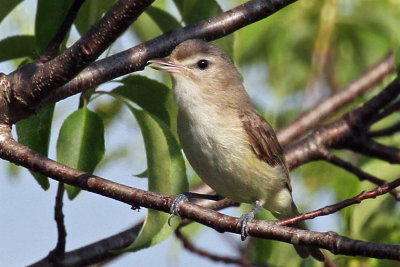 IMG_5728a Warbling Vireo.jpg