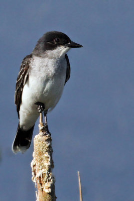 IMG_5752a Eastern Kingbird.jpg