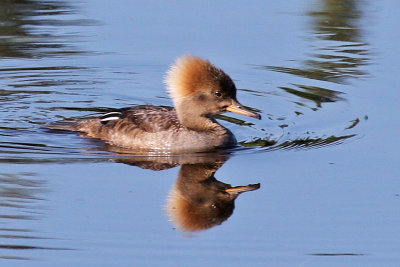 IMG_6045a Hooded Merganser.jpg