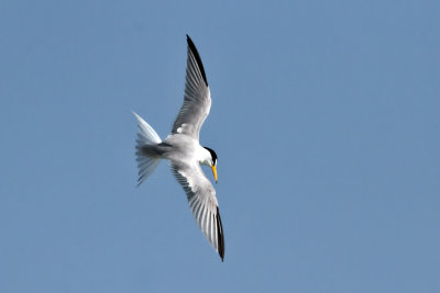 Y-IMG_0584a Least Tern.jpg