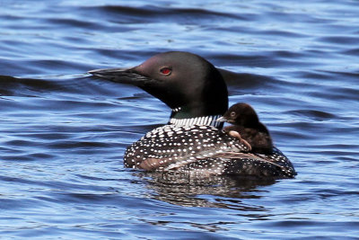 IMG_7793a Common Loon.jpg