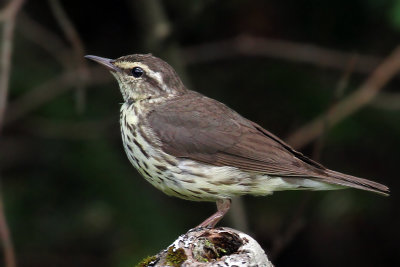 IMG_9639a Northern Waterthrush.jpg