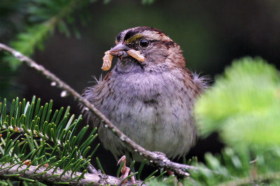 IMG_9625a White-throated Sparrow female.jpg