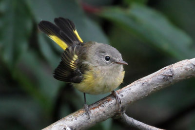 IMG_2369a American Redstart .jpg