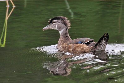 IMG_4878a Wood Duck.jpg