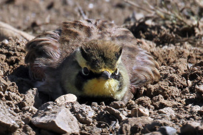 IMG_2455a Horned Lark.jpg