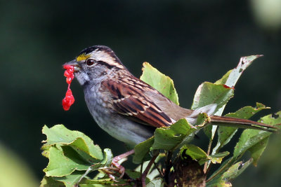 IMG_1383a White-throated Sparrow.jpg