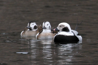 IMG_6742a Long-tailed Duck.jpg