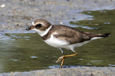 IMG_0275a Semipalmated Plover.jpg