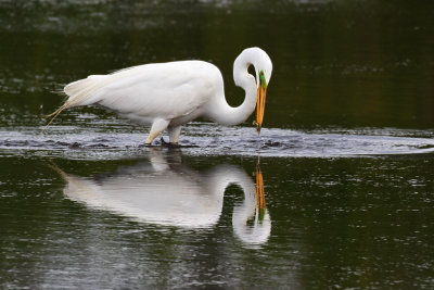 IMG_6058 Great Egret.jpg