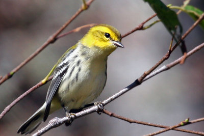 IMG_9654 Black-throated Green Warbler.jpg