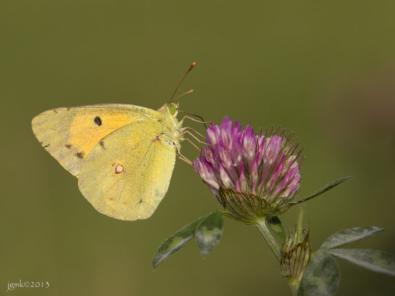 Oranje luzernevlinder/Colias croceus